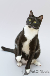 Photo №4. Je vais vendre  en ville de Khimki. de l'abri - prix - Gratuit