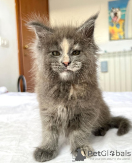 Photo №1. maine coon - à vendre en ville de Colorado Springs | 284€ | Annonce № 103247