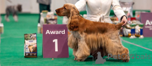 Photo №2. Service d'accouplement cocker spaniel anglais. Prix - négocié