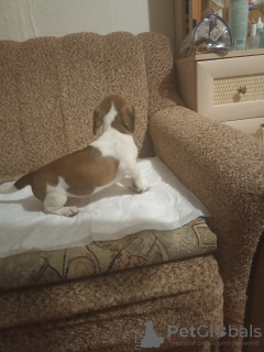 Photo №3. Les chiots sont vendus. Fédération de Russie