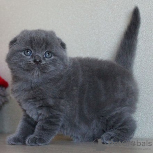 Photo №2 de l'annonce № 122846 de la vente british shorthair - acheter à La finlande 