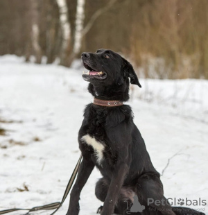 Photo №2 de l'annonce № 133502 de la vente chien bâtard - acheter à Fédération de Russie annonce privée
