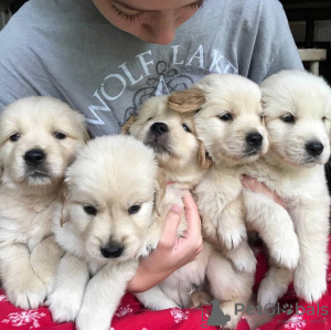 Photo №3. Chiots golden retriever mignons et en bonne santé disponibles maintenant à la. Allemagne