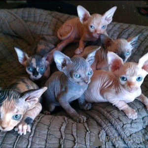 Photo №1. sphynx - à vendre en ville de Barcelone | 600€ | Annonce № 160911