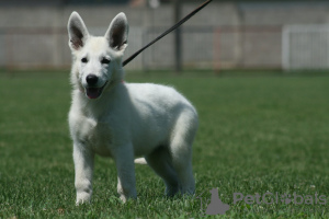 Photos supplémentaires: Chiots Berger Blanc Suisse