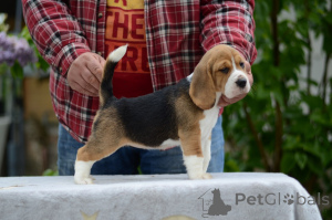 Photo №1. beagle - à vendre en ville de Minsk | 188€ | Annonce №168999