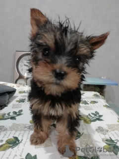 Photos supplémentaires: Chiots Yorkie/Kawaiiork