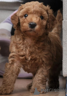 Photo №4. Je vais vendre caniche (jouet) en ville de Belgrade.  - prix - négocié