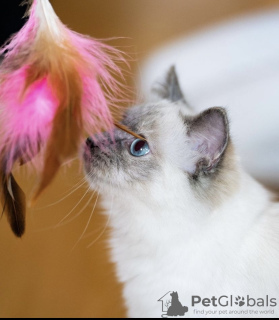 Photo №1. ragdoll - à vendre en ville de Гамбург | 350€ | Annonce № 101789