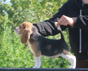 Photo №1. beagle - à vendre en ville de Minsk | 709€ | Annonce №2899