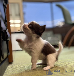 Photo №3. Chihuahua-welpen Zu Verkaufen. Allemagne