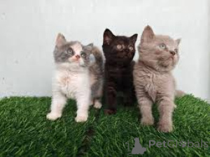 Photo №1. british shorthair - à vendre en ville de Varsovie | 500€ | Annonce № 168355