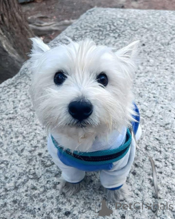 Photo №3. Westie libre sauvée pour adoption uniquement. La Grande-Bretagne