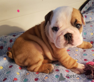 Photo №1. bulldog anglais - à vendre en ville de Birkirkara | 600€ | Annonce №85906