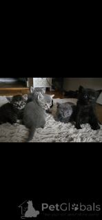 Photo №2 de l'annonce № 152172 de la vente siamois - acheter à Suisse 