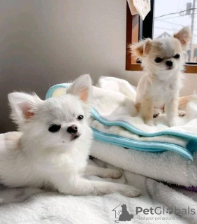 Photo №1. chihuahua - à vendre en ville de Columbus | 237€ | Annonce №124471