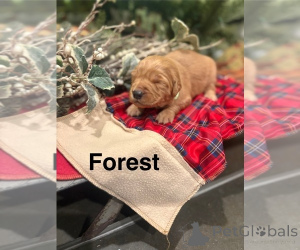 Photo №1. cavalier king charles spaniel, retriever de la baie de chesapeake, golden retriever - à vendre en ville de Queens Park | négocié | Annonce №161051