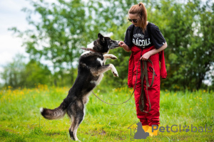 Photo №4. Je vais vendre chien bâtard en ville de Москва. annonce privée - prix - Gratuit