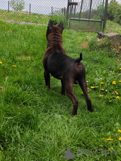 Photo №4. Je vais vendre  en ville de Nakło Śląskie. éleveur - prix - 160€