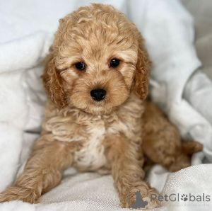 Photo №4. Je vais vendre caniche (jouet) en ville de Tübingen. éleveur - prix - négocié