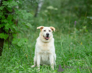 Photo №4. Je vais vendre chien bâtard en ville de Москва. annonce privée - prix - Gratuit