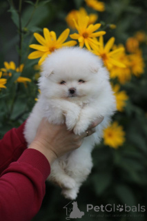 Photo №3. Spitz de Poméranie, des chiots de race pour vous aujourd'hui !. Biélorussie