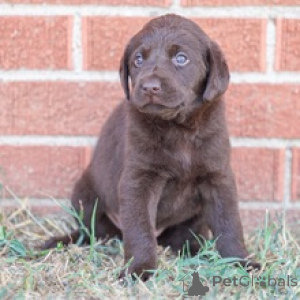 Photo №2 de l'annonce № 175901 de la vente labrador retriever - acheter à Allemagne annonce privée