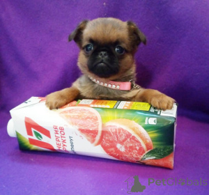 Photo №3. Mini fille Petit Brabançon. Fédération de Russie