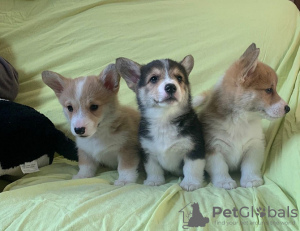 Photo №1. welsh corgi - à vendre en ville de Berlin | 150€ | Annonce №129387