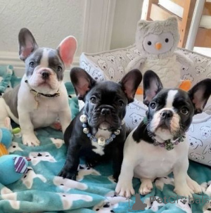 Photo №1. bouledogue - à vendre en ville de Dolní Morava | négocié | Annonce №170692