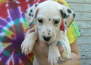 Photo №3. Beaux chiots Dalmatien enregistrés. République Tchèque