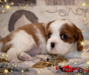 Photo №4. Je vais vendre cavalier king charles spaniel en ville de Minsk. éleveur - prix - négocié