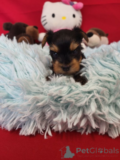 Photo №2 de l'annonce № 138934 de la vente biewer yorkshire terrier - acheter à Belgique annonce privée, éleveur