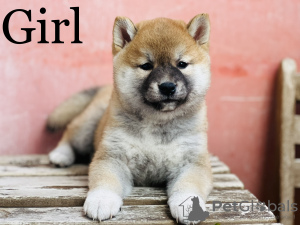 Photo №1. shiba - à vendre en ville de Budapest | négocié | Annonce №50606