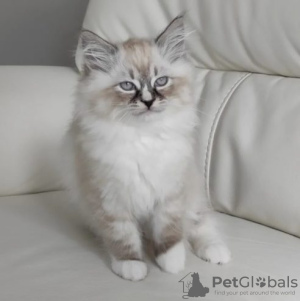 Photo №1. ragdoll - à vendre en ville de Berlin | Gratuit | Annonce № 126801