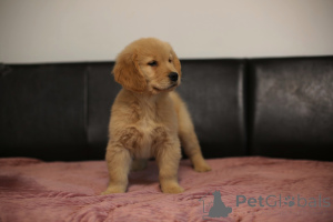 Photo №2 de l'annonce № 164250 de la vente golden retriever - acheter à Pologne éleveur