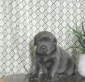 Photo №3. Construit comme une légende, né pour diriger.. La finlande