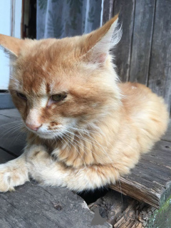 Photos supplémentaires: Chat ensoleillé Boniface ! Ramenez le bonheur du chat !