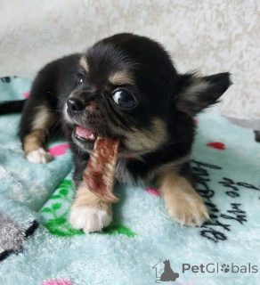 Photo №3. Chiots chihuahua zur adoption. USA