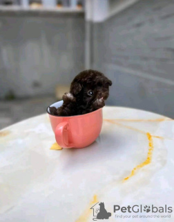 Photo №2 de l'annonce № 131052 de la vente yorkshire terrier - acheter à USA 