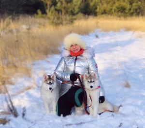 Photo №2 de l'annonce № 4589 de la vente husky de sibérie - acheter à Fédération de Russie éleveur