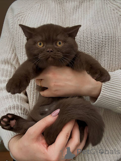 Photo №2 de l'annonce № 164901 de la vente british shorthair - acheter à Allemagne annonce privée, éleveur