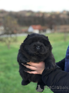 Photo №3. Chiots mâles Chow Chow à vendre !. Serbie