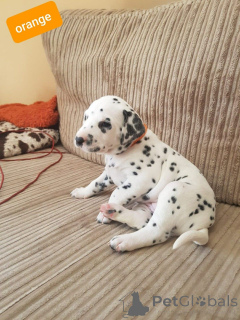 Photo №1. dalmatien - à vendre en ville de Lige | 500€ | Annonce №159427