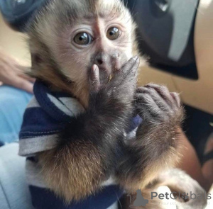 Photo №4. Je vais vendre  en ville de Collège.  - prix - négocié