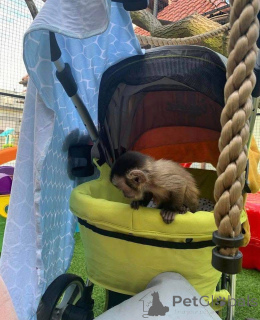 Photo №3. nous avons ces adorables bébés et nous recherchons un foyer pour eux pour. La Grande-Bretagne