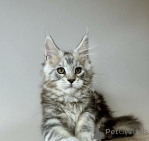 Photo №1. maine coon - à vendre en ville de Baden-Baden | 990€ | Annonce № 163722