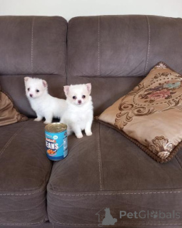 Photo №2 de l'annonce № 166895 de la vente chihuahua - acheter à Pologne 