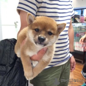 Photo №1. shiba - à vendre en ville de Heraklion | négocié | Annonce №85786