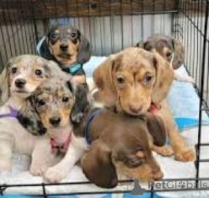 Photo №1. teckel - à vendre en ville de Bruxelles | 700€ | Annonce №166575